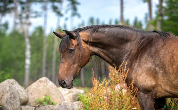  hästar i Hästveda - Annons 1