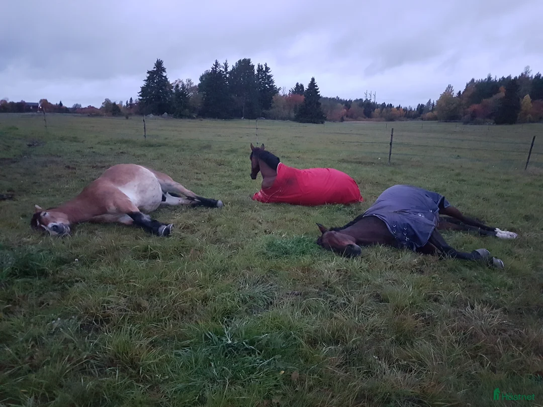  stallplats finnes: Boxplats med mycket utevistelse, bete och ridbana  - Annons 6