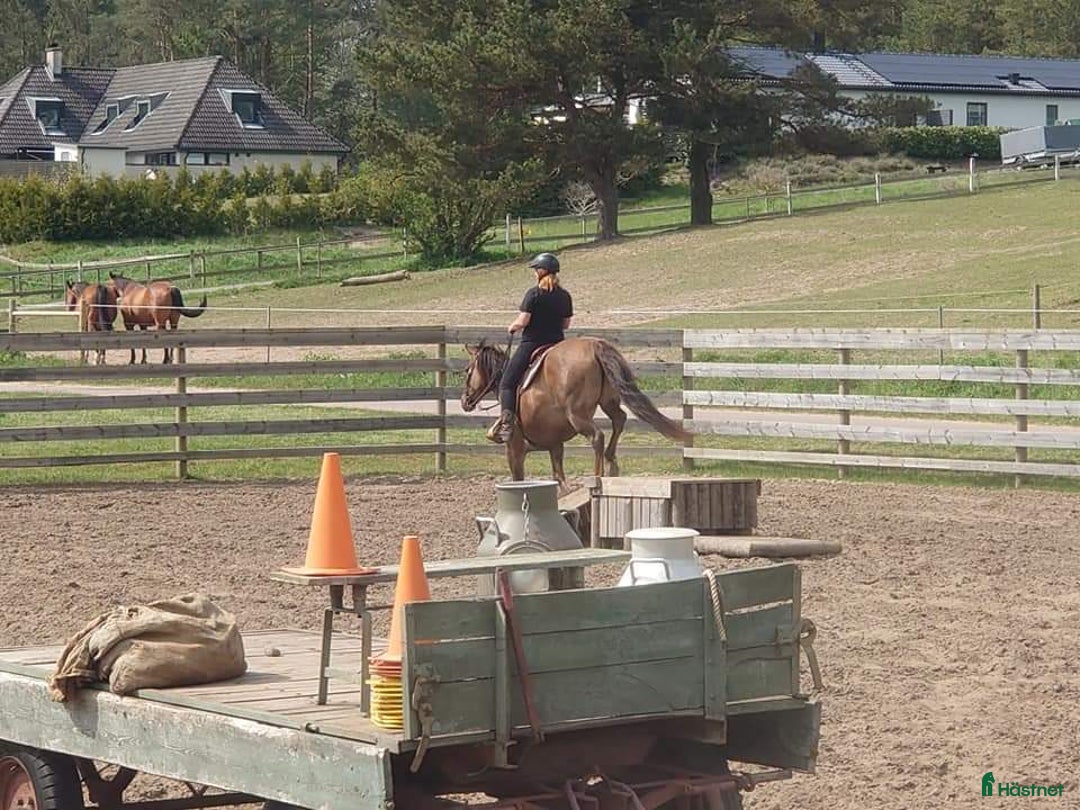 Western hästar till salu: American Quarter horse sto red dun reining  i Lund - Annons 3