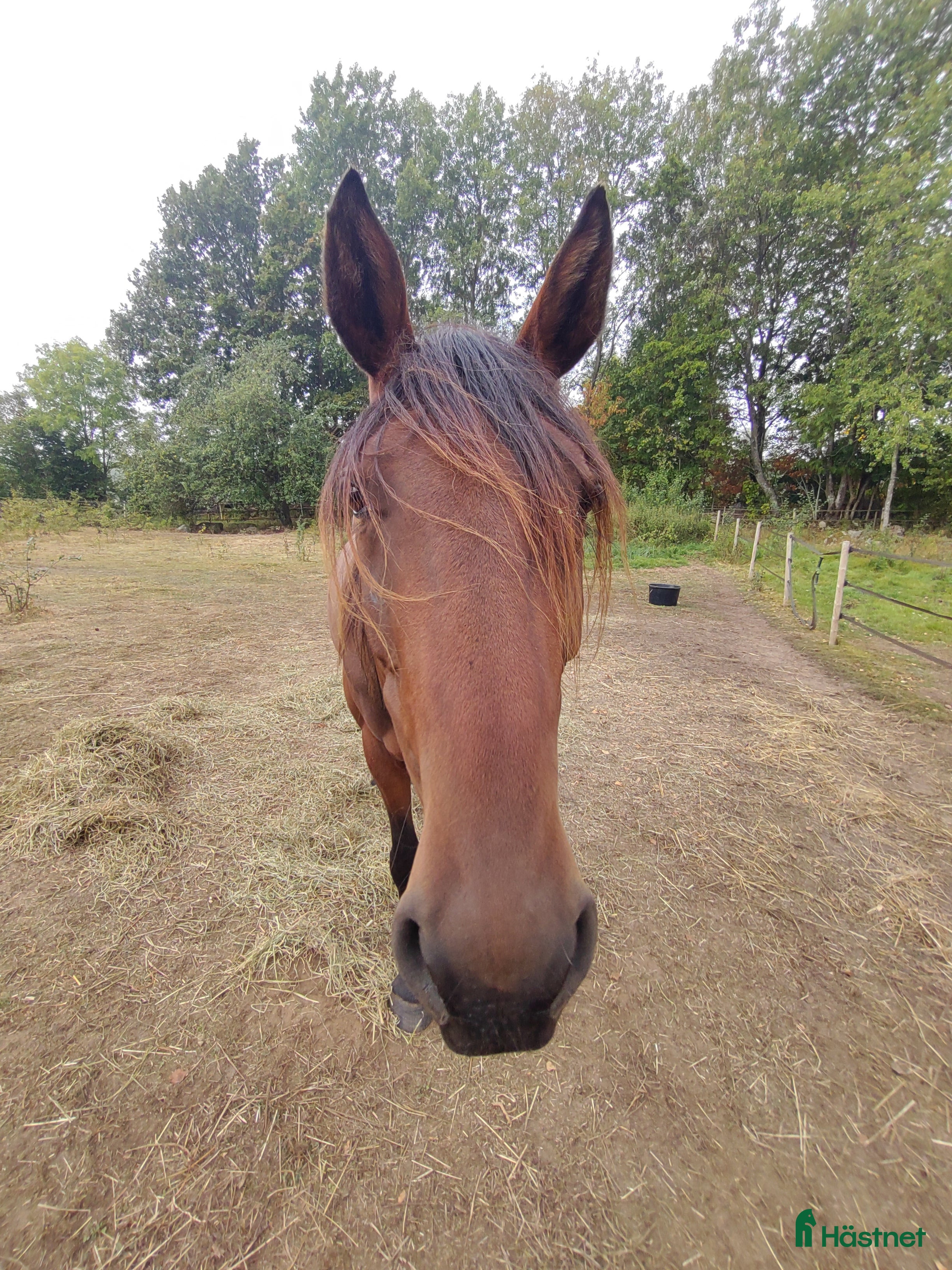  hästar Gosig lustigkurre - Annons 13