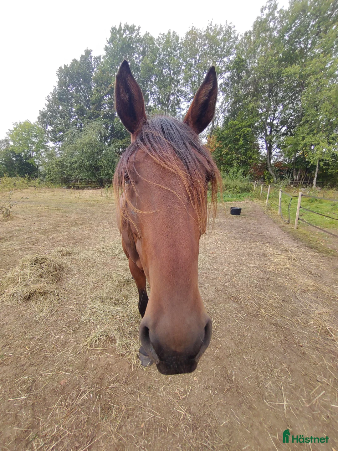 Allround hästar till salu: Gosig lustigkurre - Annons 1