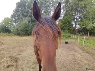 hästar Gosig lustigkurre - Annons 13