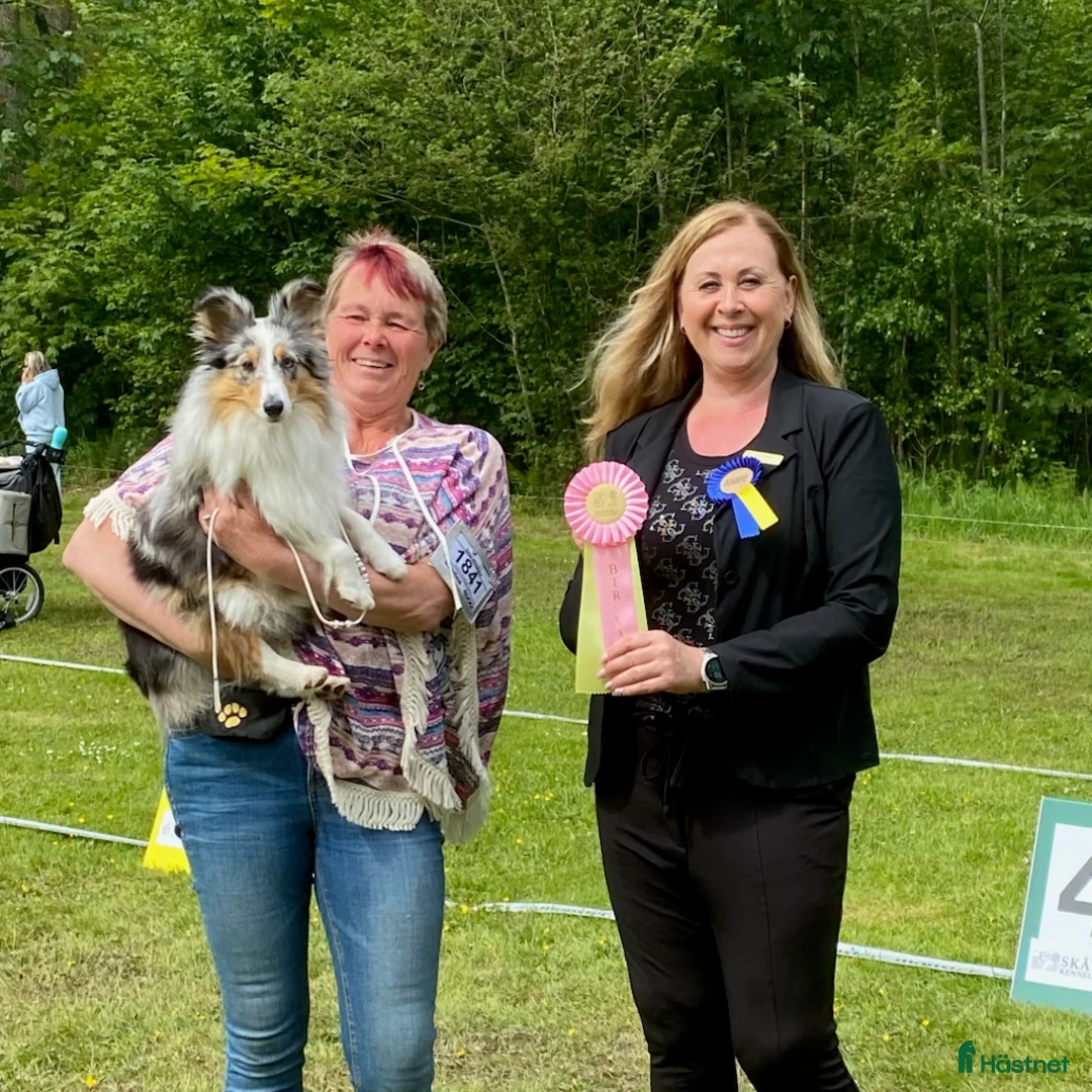 Galleribild {{count}}