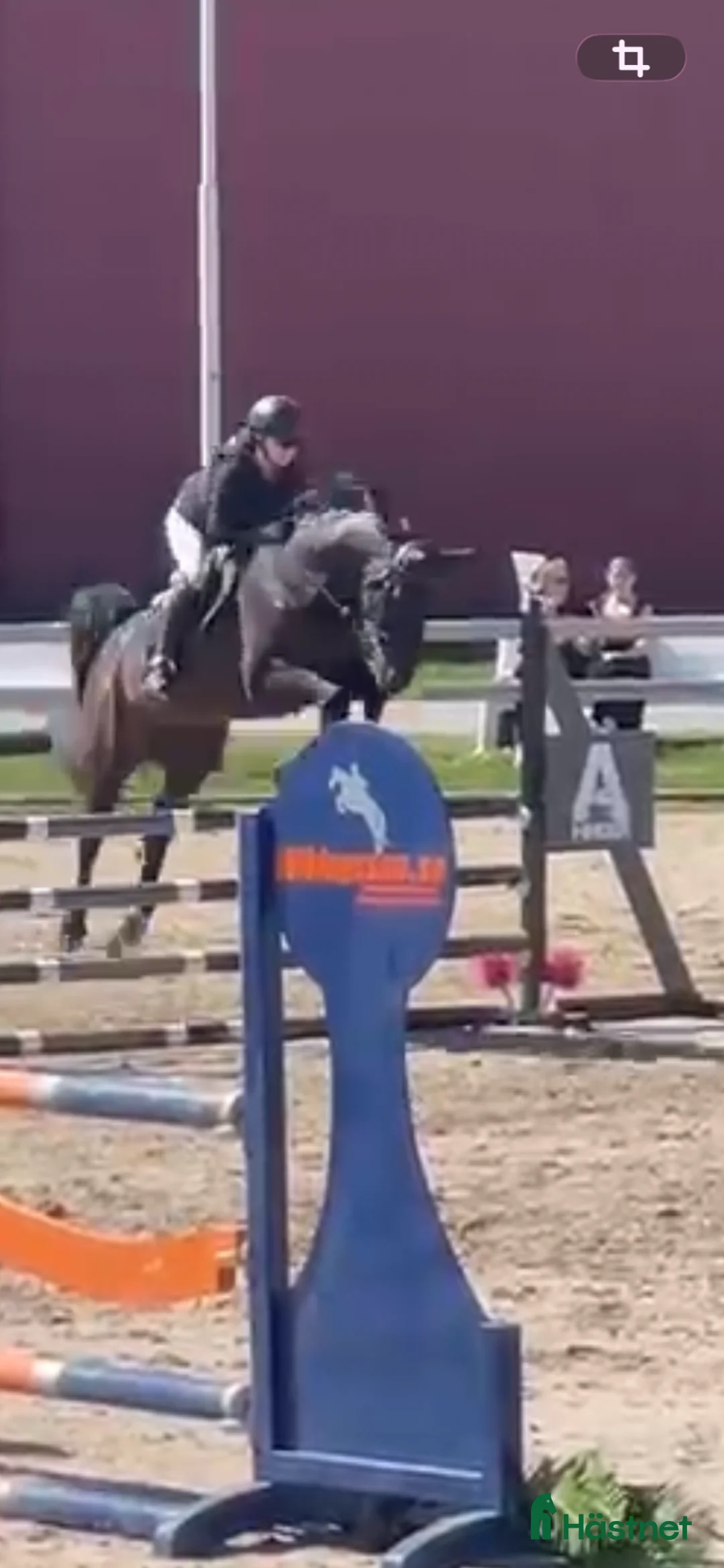 Allround hästar till salu: 115 hoppning / Msv dressyr  - Annons 1