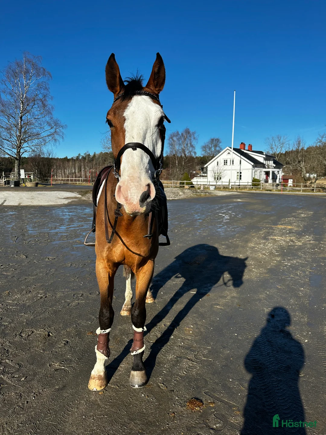 Hoppning hästar till salu: Snäll kille med unikt utseende😍 - Annons 2