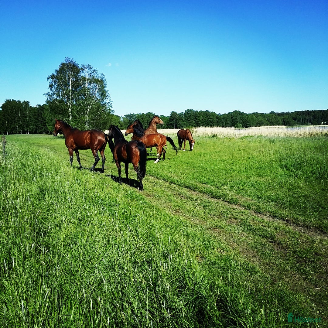  stallplats finnes: Boxplatser centralt i Vallentuna i Vallentuna - Annons 3