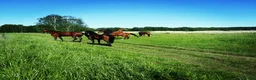  stallplats finnes: Boxplatser centralt i Vallentuna - Annons 4
