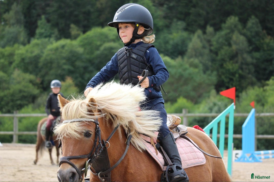 Allround hästar till salu: Fantastisk a-ponny i Ytterby - Annons 2