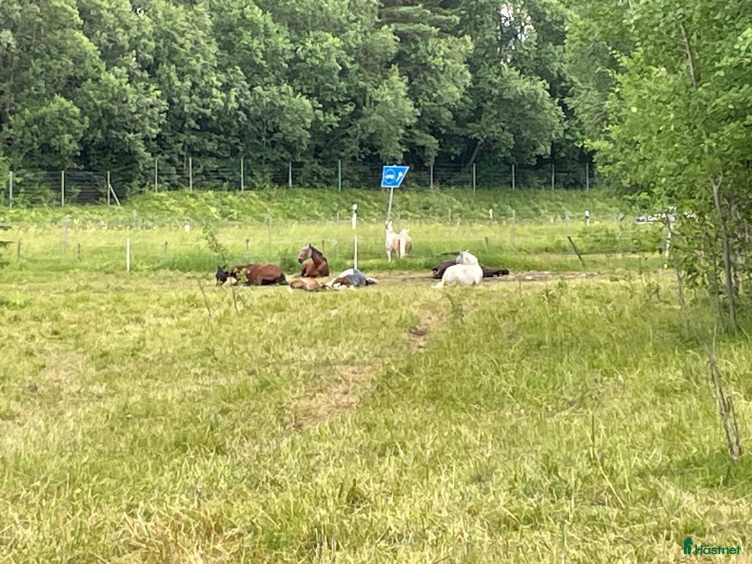  stallplats finnes: Lediga boxplatser i Vallentuna - Annons 14