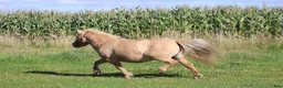 Allround hästar till salu: Palomino shetlandsponyhoppe - Annons 6