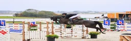 Hoppning hästar till salu: Danish Champion for 6-year-old horses! 🏆  - Annons 4