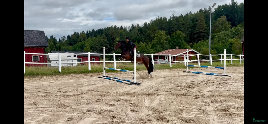 Hoppning hästar till salu: Mycket välutbilda och ridbar hopp ponny - Annons 1