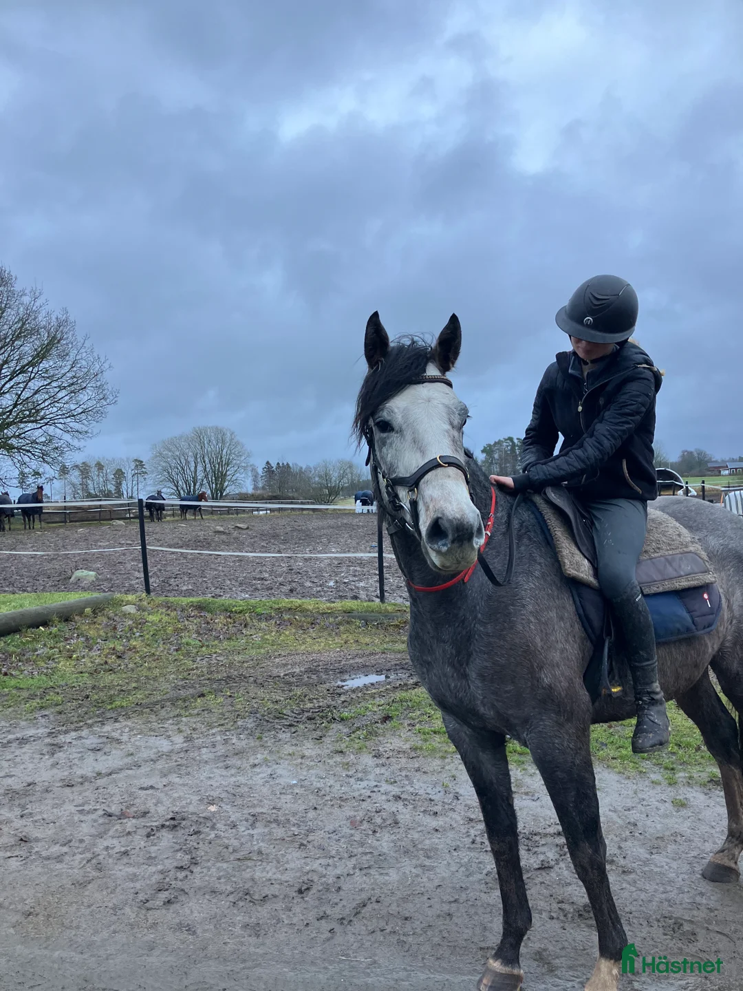 Allround hästar till salu: En riktigt prins  i Skara - Annons 3