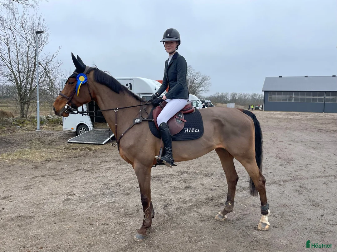 Hoppning hästar till salu: Vänligt sto söker ny bästavän  i Hamneda - Annons 2