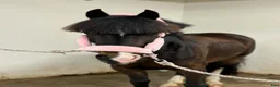 Allround hästar till salu: Ponny att forma själv! - Annons 3