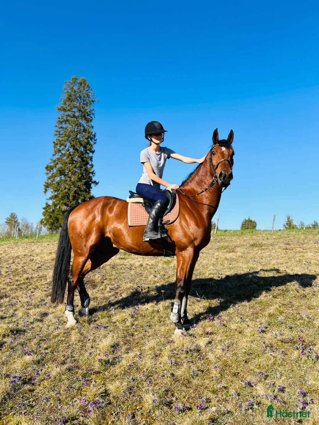 Allround hästar till salu: Snygg, stark och sund individ  - Annons 1