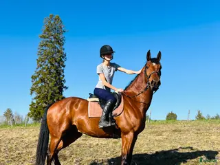 hästar Snygg, stark och sund individ - Annons 13