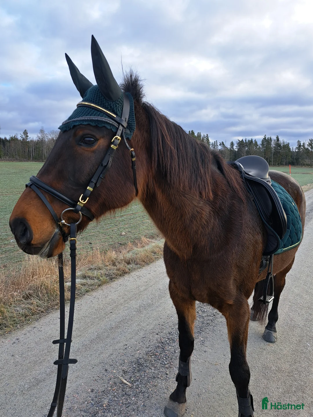 Dressyr hästar till salu: Arbetsmyran söker nytt hem! i Vara - Annons 1