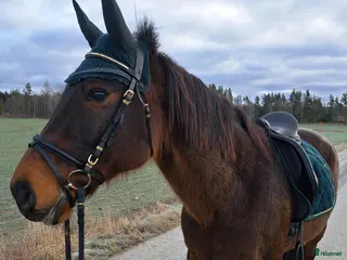 hästar Arbetsmyran söker nytt hem! - Annons 1