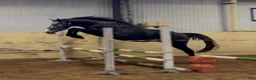 Hoppning hästar till salu: He.Ro Stud SUMMER SALE ! - Annons 14