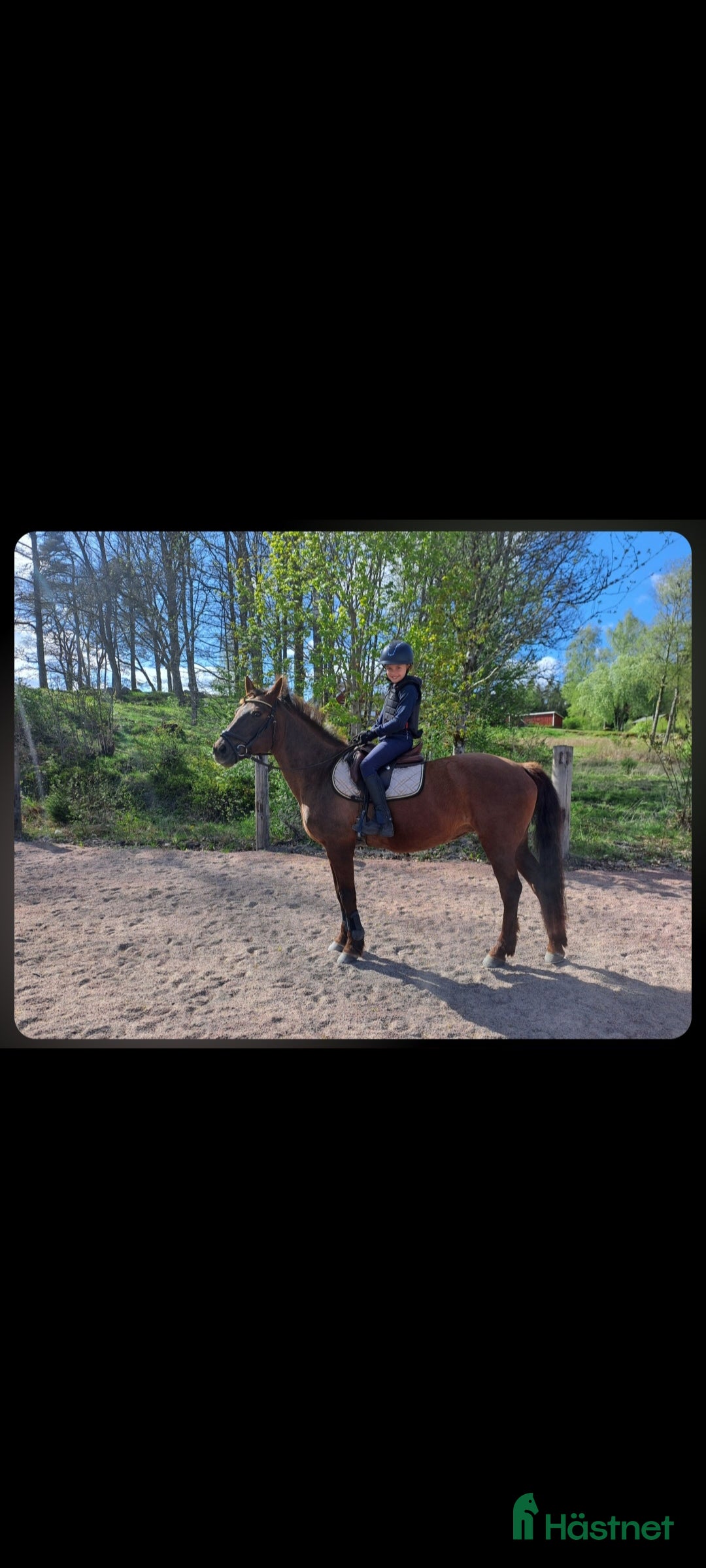 Allround hästar till salu: Svensk ridponny 19år i Strömsnäsbruk - Annons 2