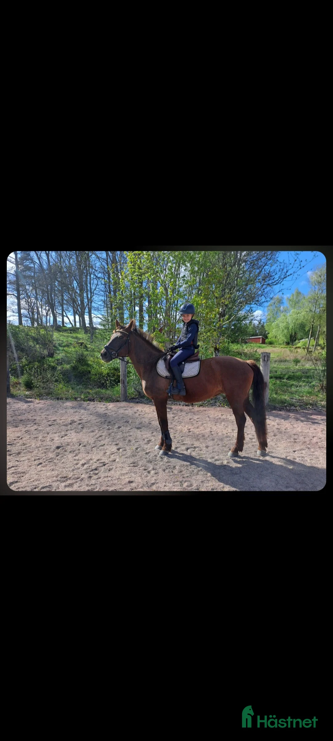 Allround hästar till salu: Svensk ridponny 19år - Annons 2