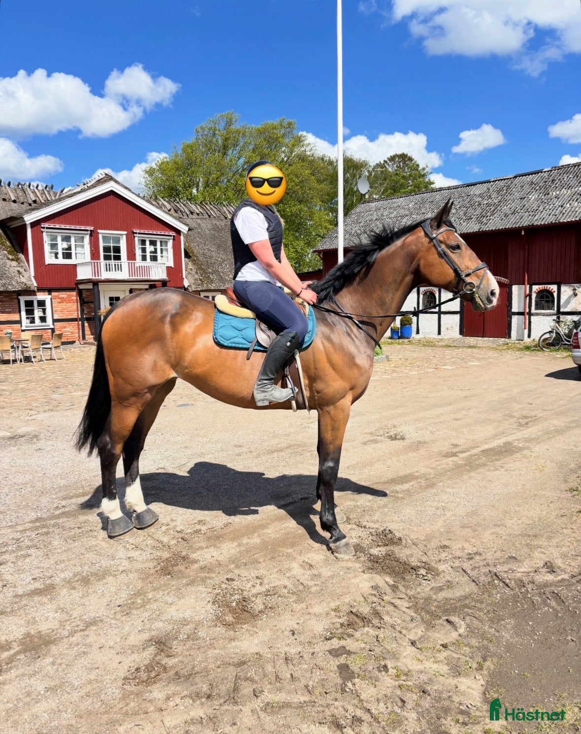  hästar Trevligt sto för avel - Annons 6
