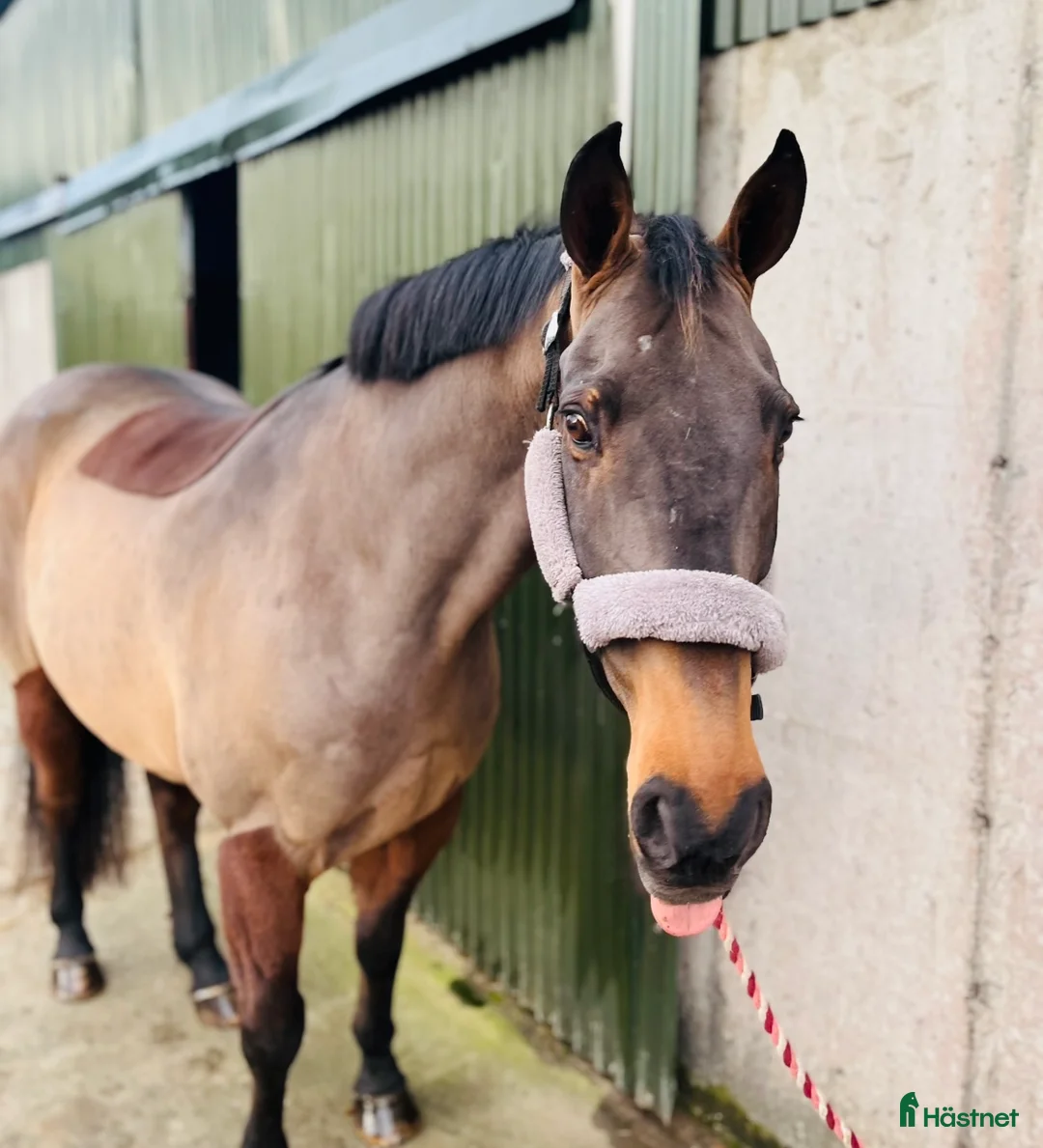 Allround hästar till salu: Allrounder horses i Ljungby - Annons 9
