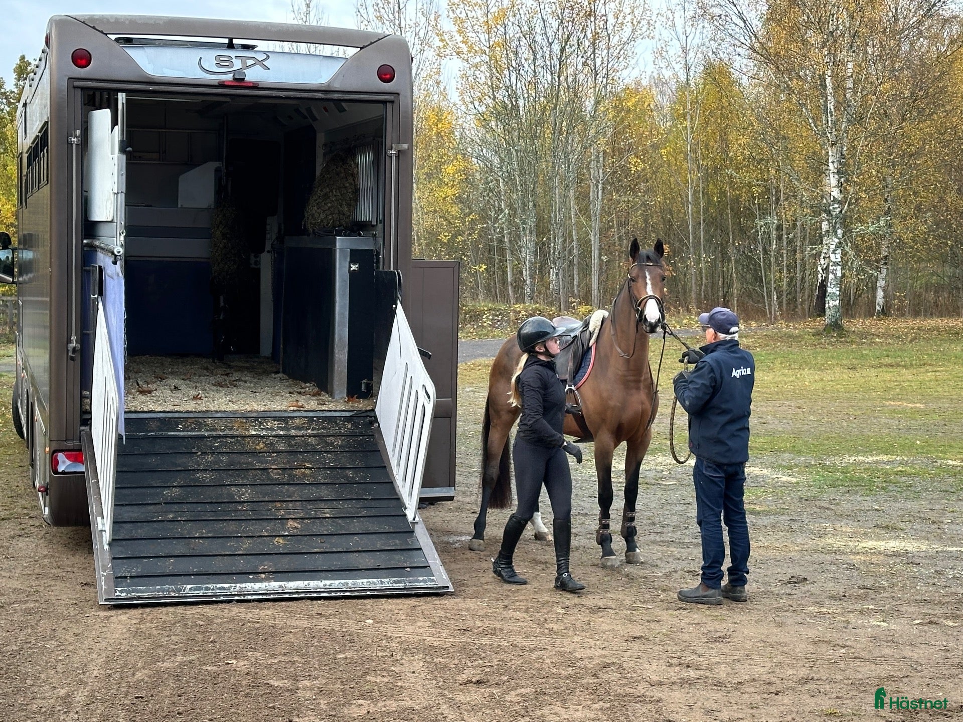  hästar till salu: Drömhästen för de flesta - Annons 2
