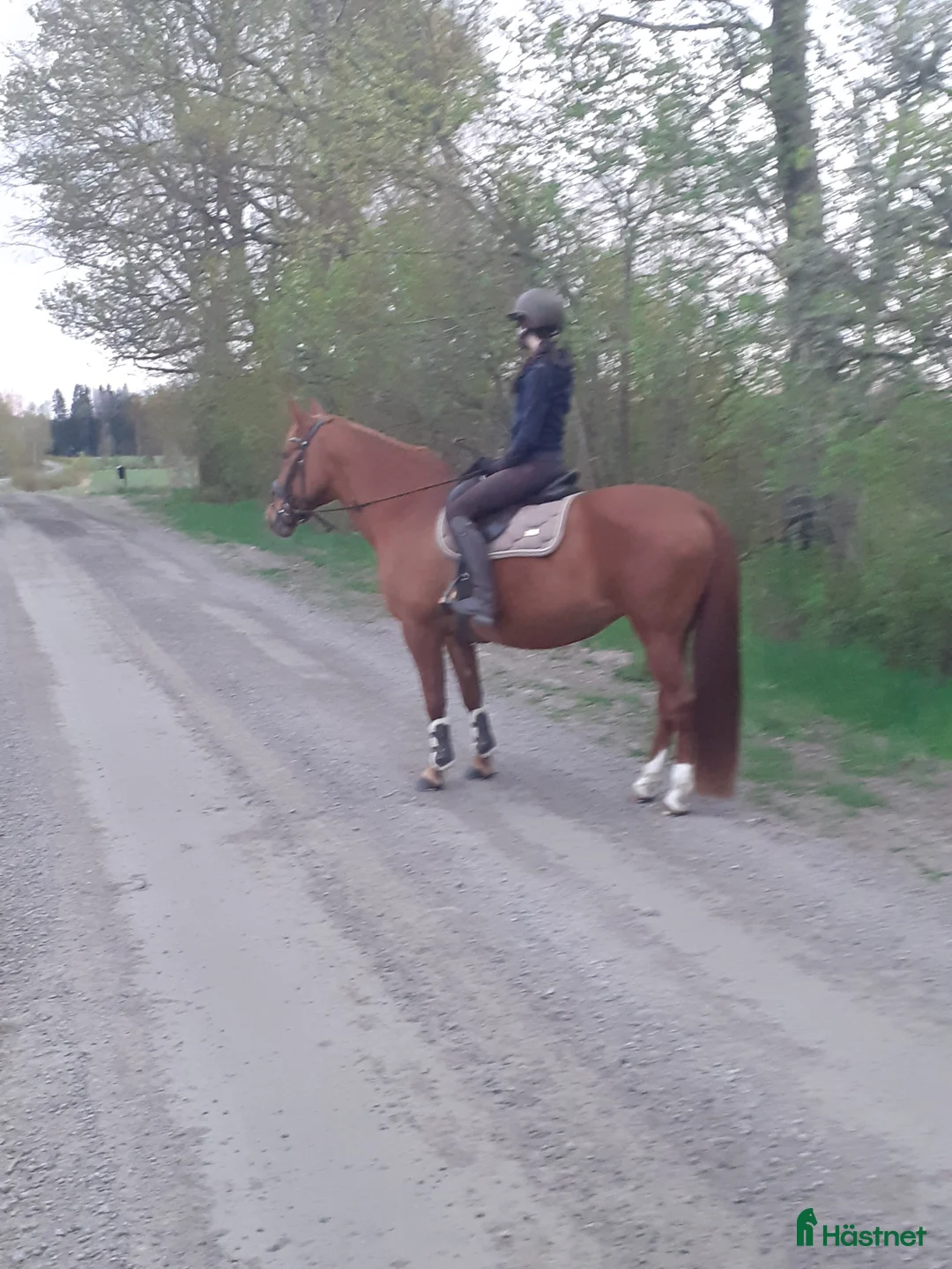 Allround hästar till salu: Hobbyhäst - stor häst I ponnyhöjd - Annons 2