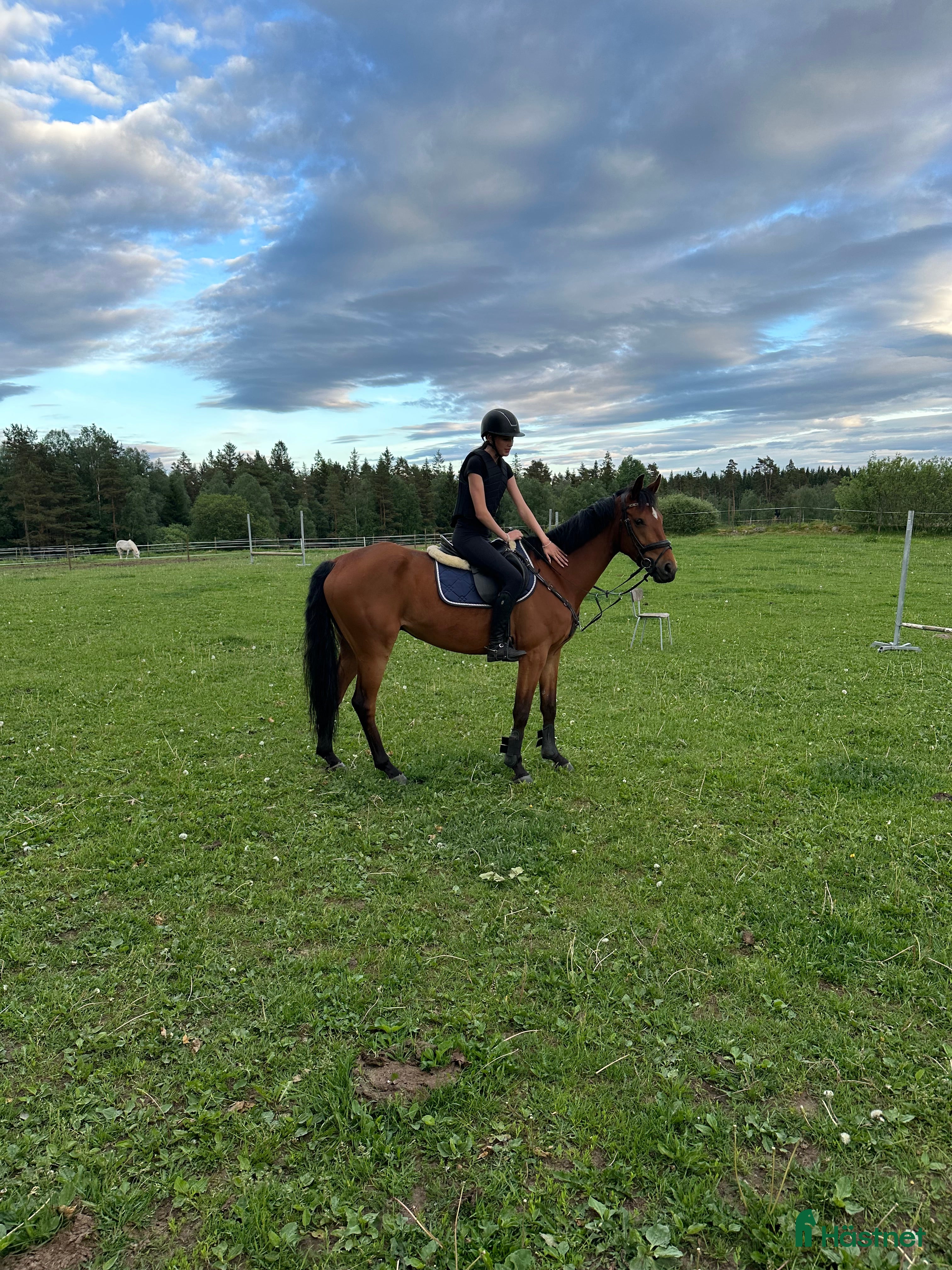  hästar Fantastisk häst för framtiden! i Hyltebruk - Annons 10