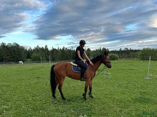 hästar Fantastisk häst för framtiden! i Hyltebruk - Annons 5