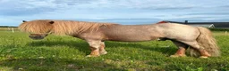 Avelshästar hästar till salu: Avel shetlands hingst  - Annons 2