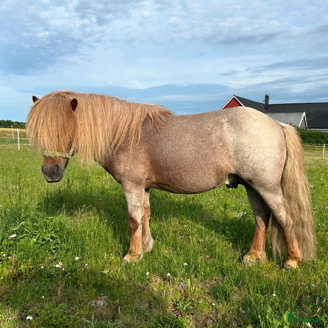 Avelshästar hästar till salu: Avel shetlands hingst  - Annons 2