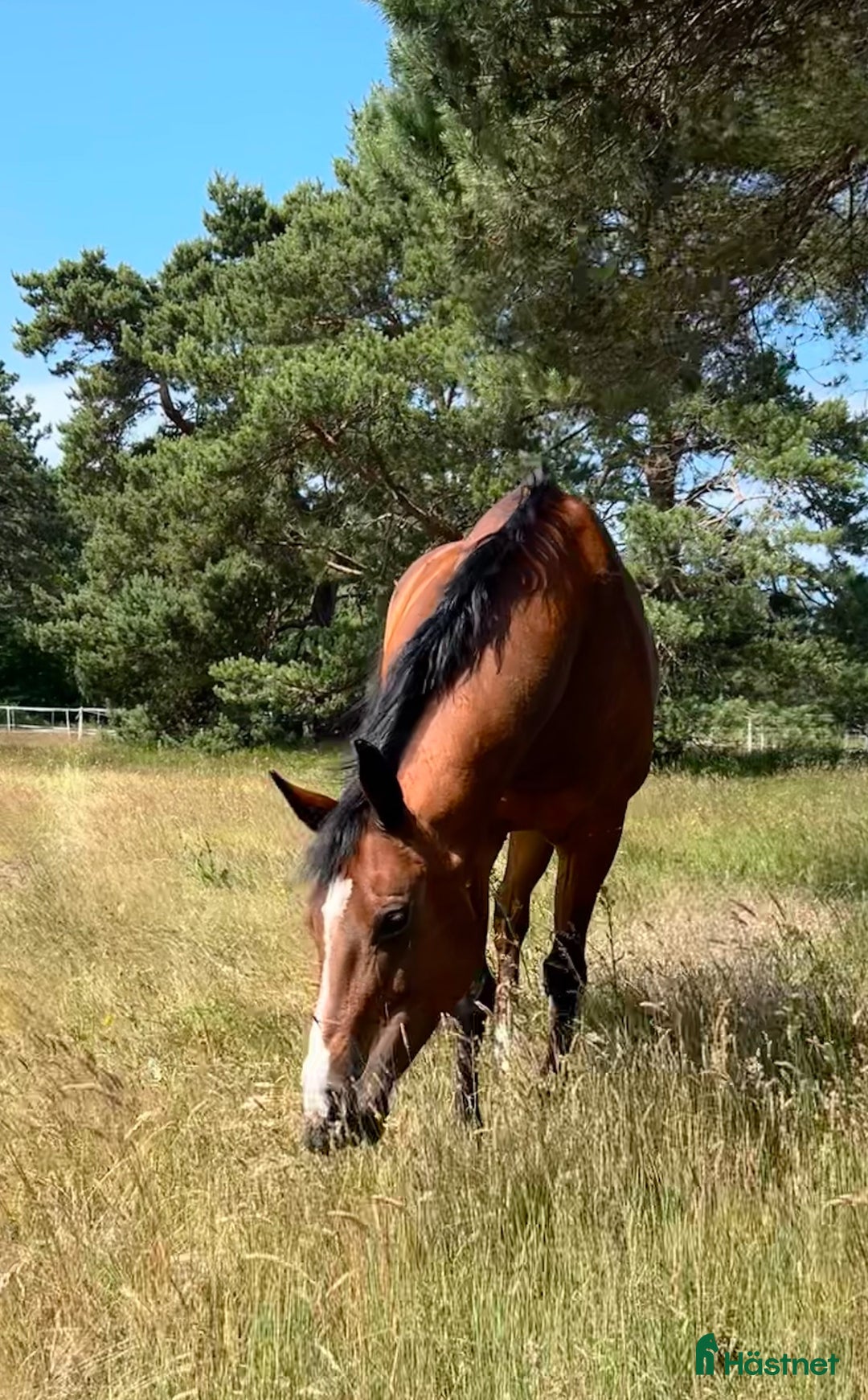 Sällskap hästar till salu: Pigg och gosig sällskapshäst  i Malmö - Annons 1