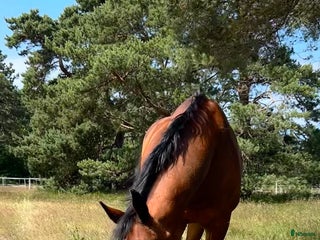 hästar Pigg och gosig sällskapshäst i Malmö - Annons 2