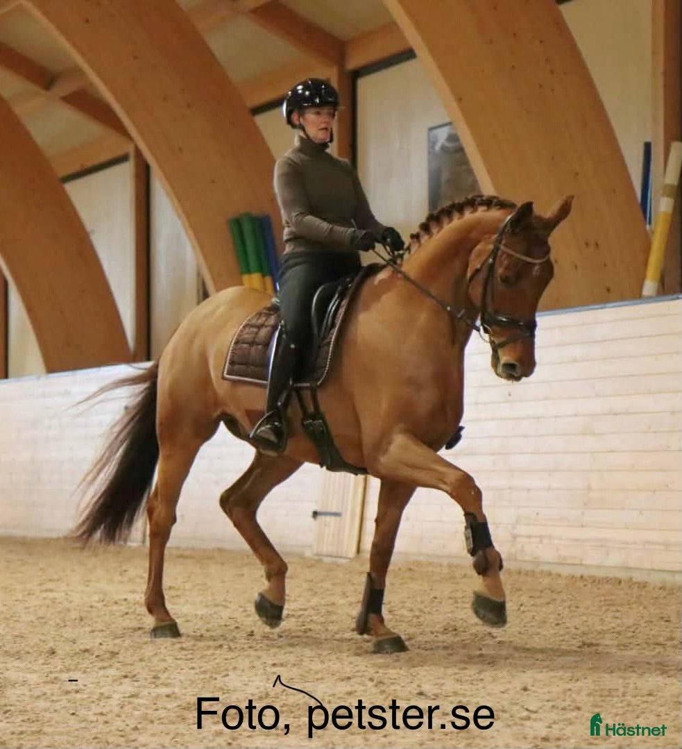  hästar Dressyrhäst med fantastisk ridbarhet - Annons 1