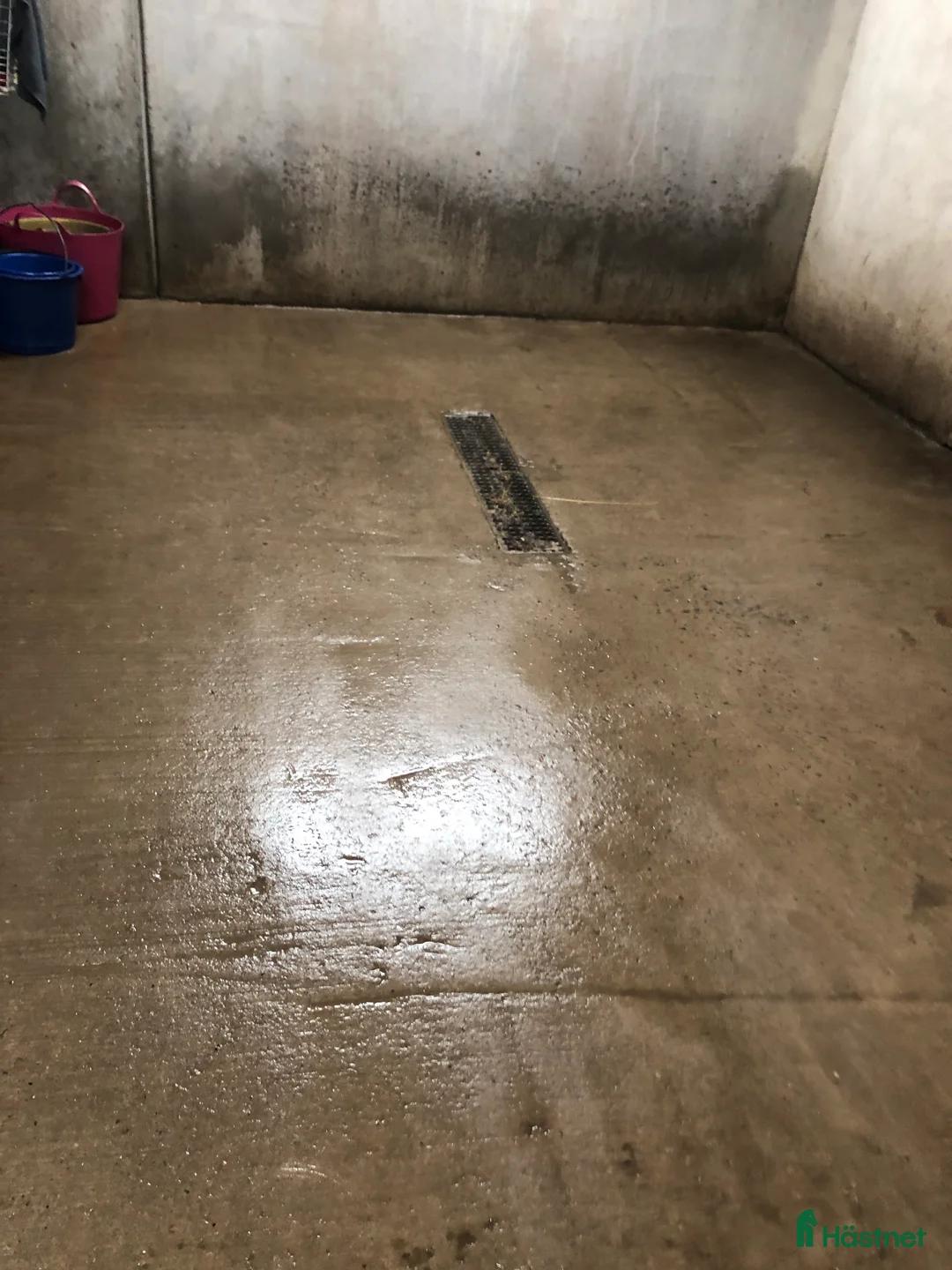  medryttarhäst sökes: Medryttare finnes! - Annons 2