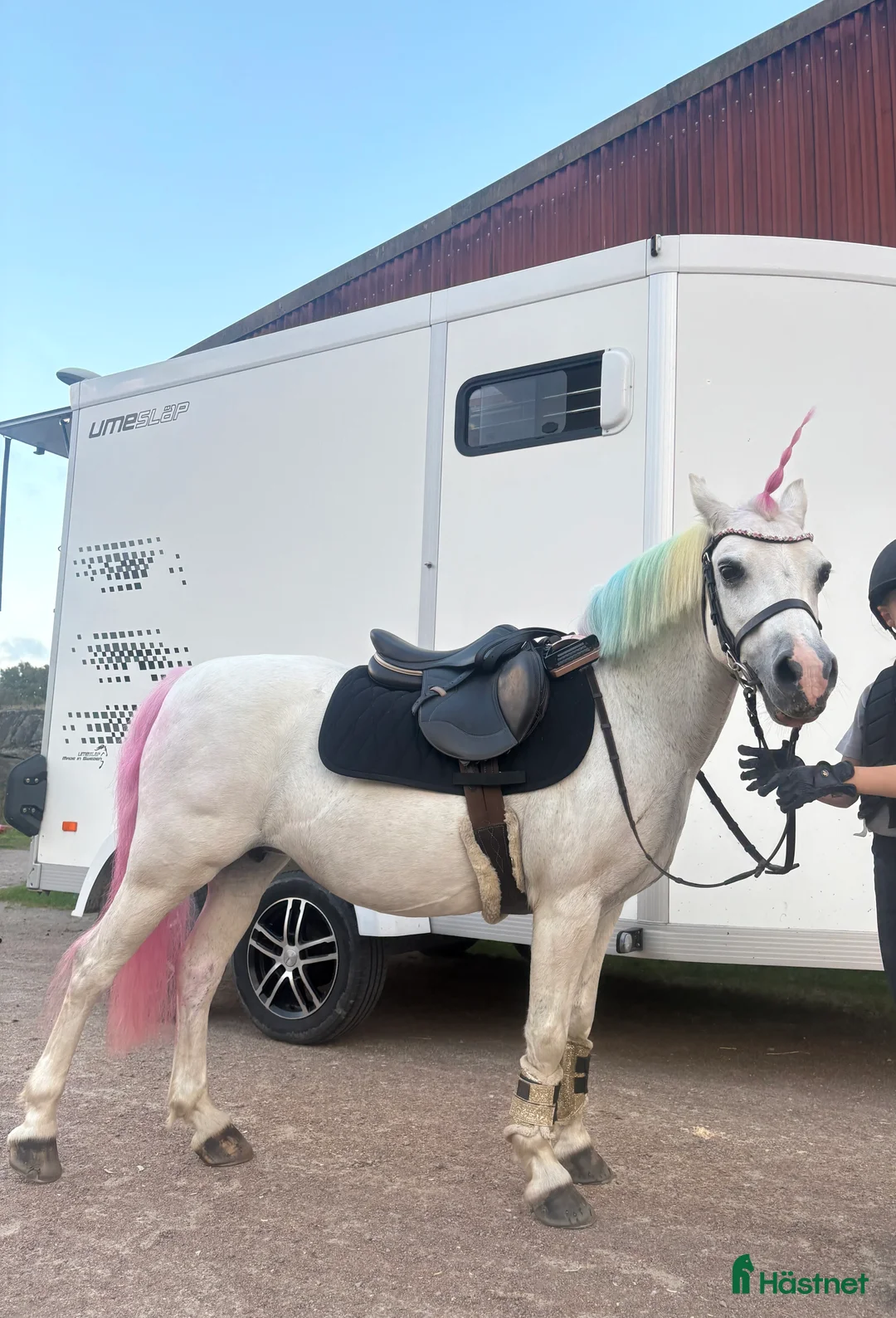 Allround hästar till salu: Finaste B-ponnyn🦄 i Lysekil - Annons 2