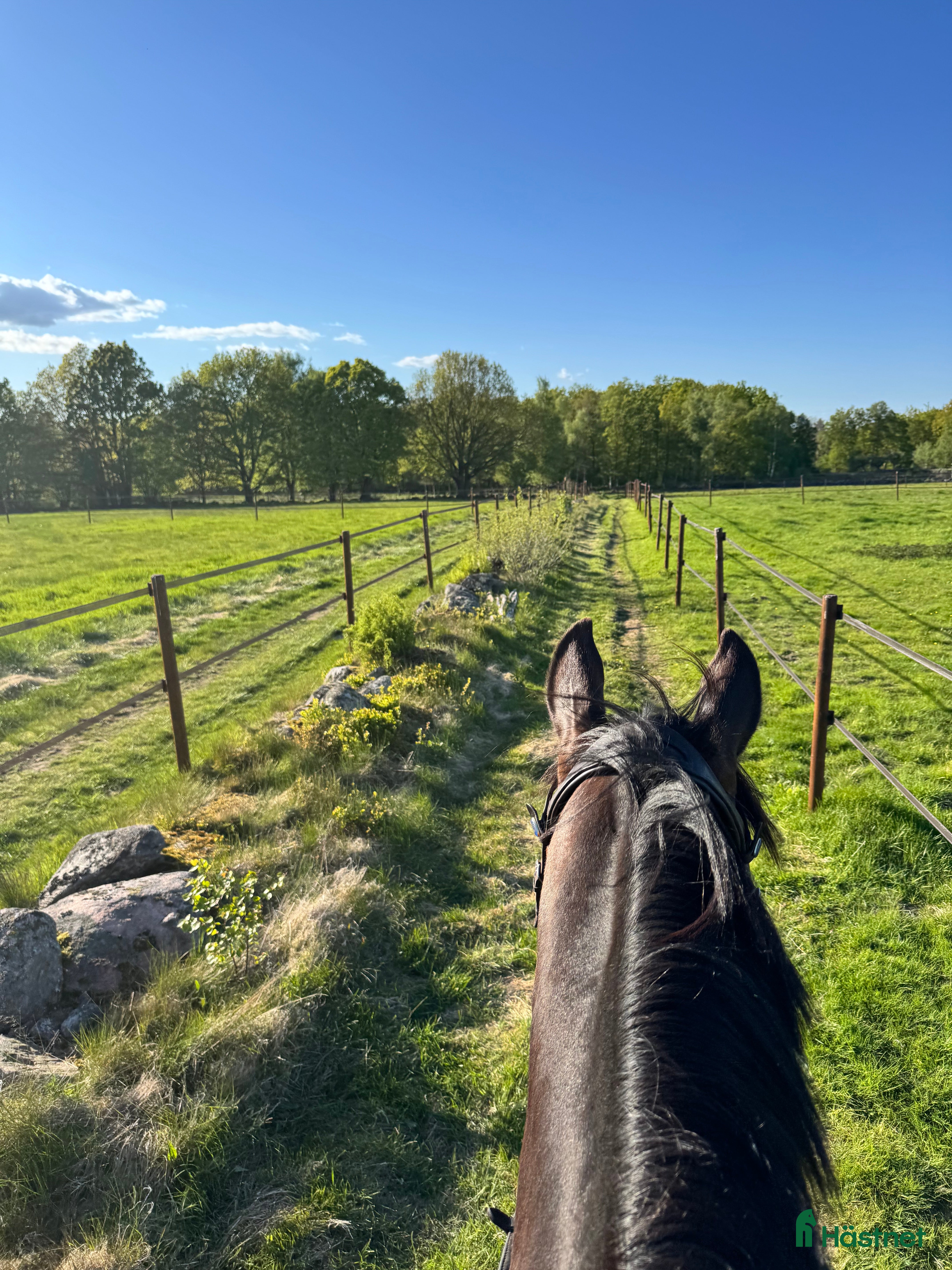  stallplats Sommarbete  - Annons 6