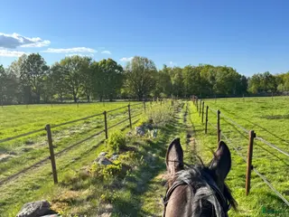 stallplats Sommarbete - Annons 6