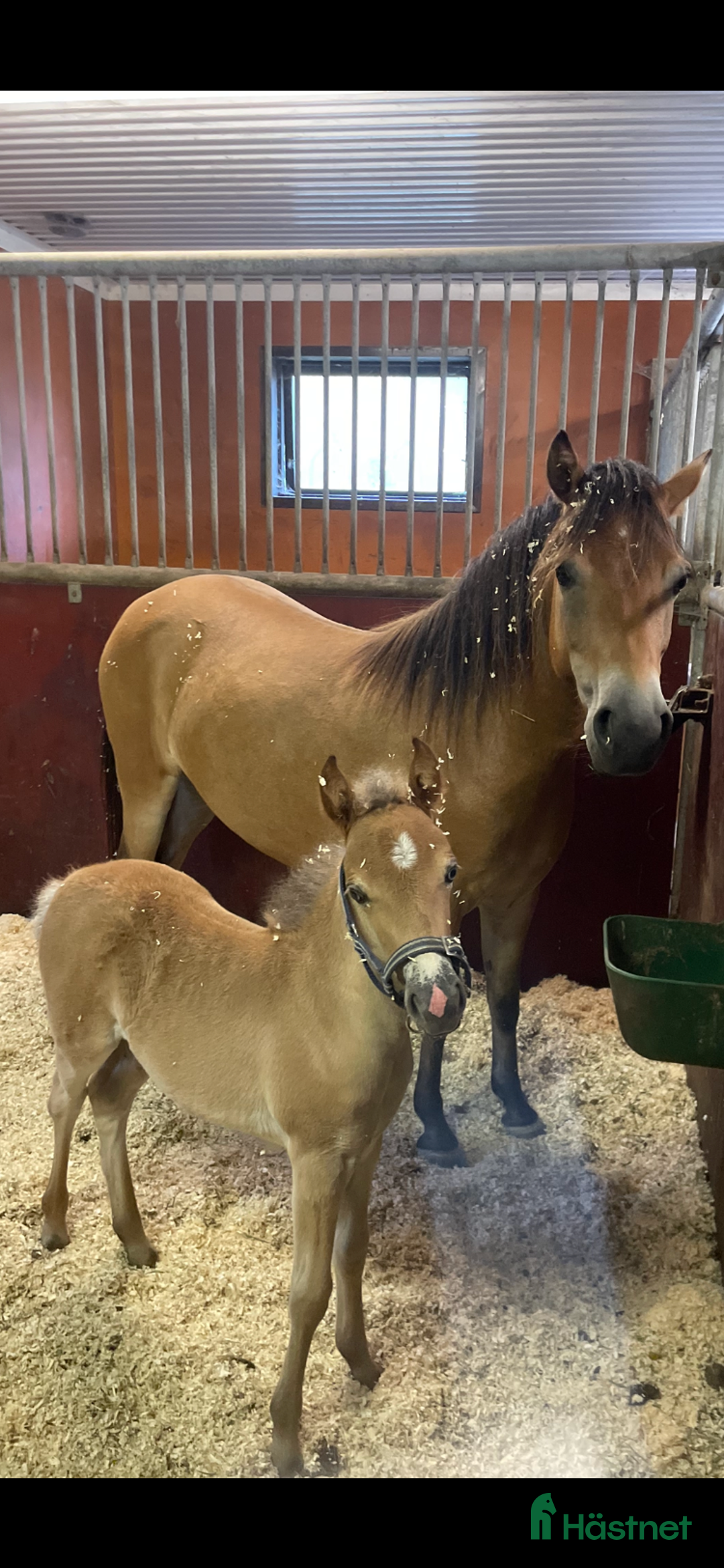 Allround hästar till salu: Kapabelt sto med klass  i Västerås - Annons 1