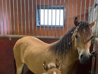 hästar Kapabelt sto med klass i Västerås - Annons 11