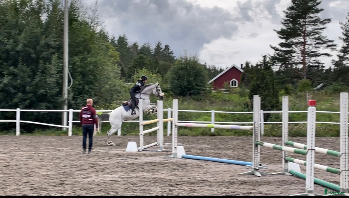  hästar Eventuellt två hästar  - Annons 9