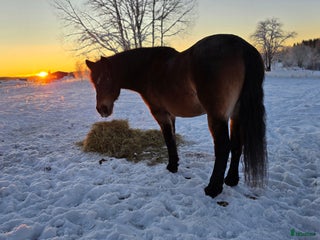 hästar Barnvänlig ponny i Toftbyn - Annons 18