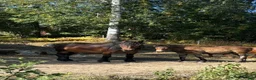 Körning hästar till salu: Nordsvensk Hingstföl (Loke) i Österfärnebo - Annons 2