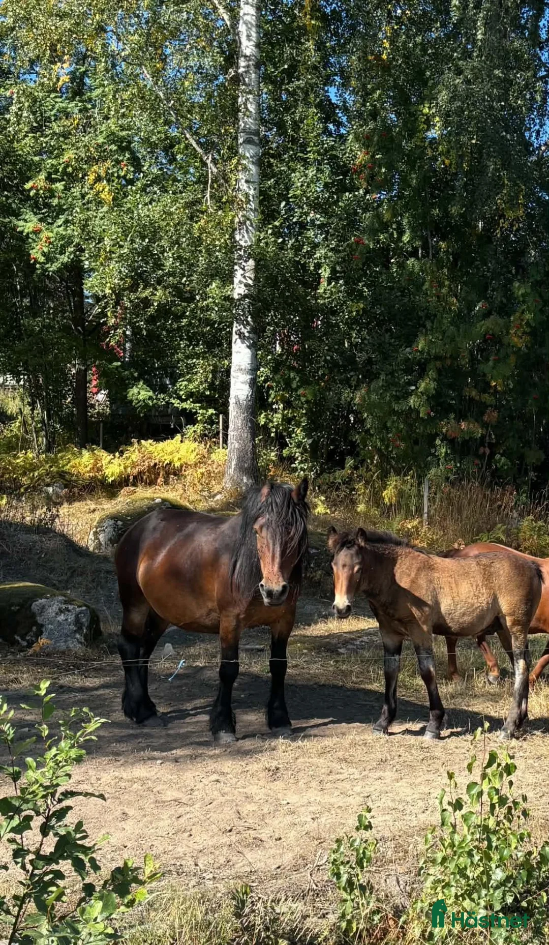 Körning hästar till salu: Nordsvensk Hingstföl (Loke) i Österfärnebo - Annons 2