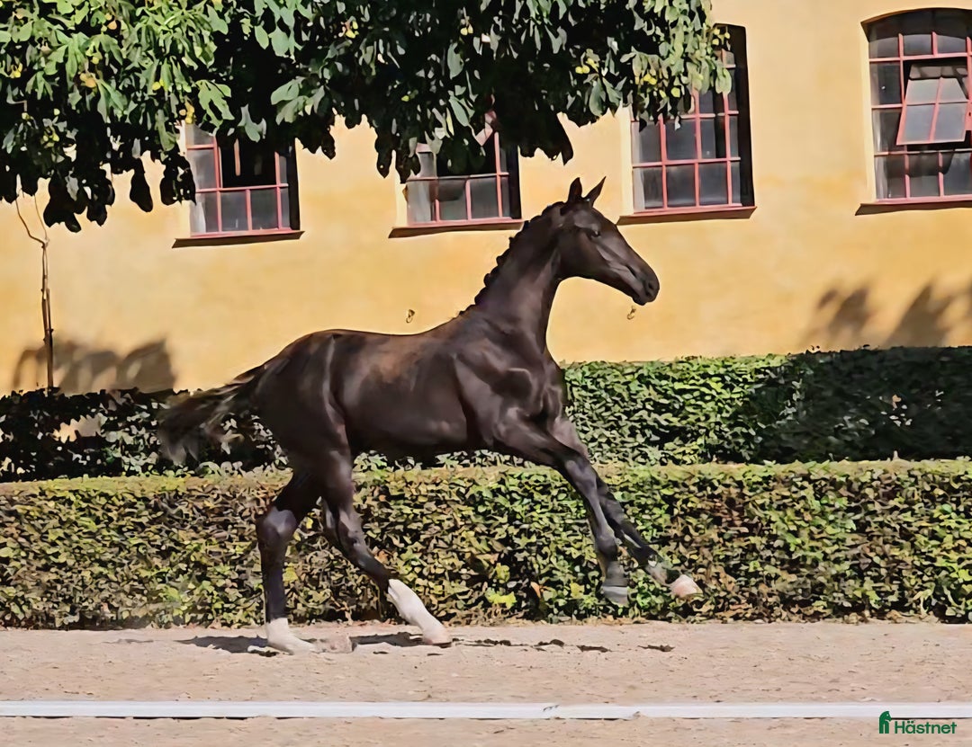 Dressyr hästar till salu: King Erik - PREMIEFÖL OBS prissänkt  i Sölvesborg - Annons 9