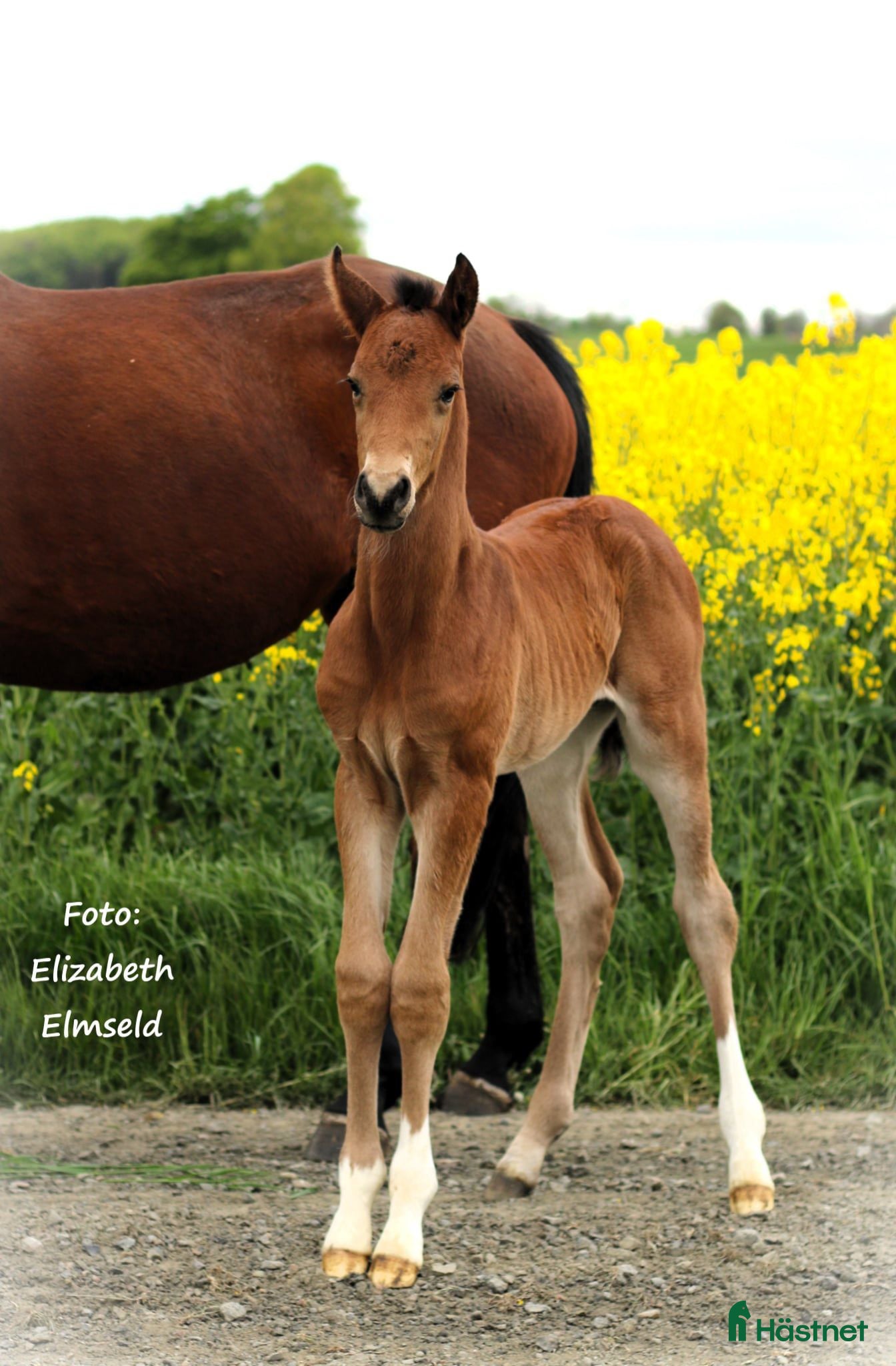  hästar Hingstföl e: Django Z (Dourkhan Hero Z)-Valentino  i Borrby - Annons 8