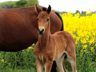 hästar Hingstföl e: Django Z (Dourkhan Hero Z)-Valentino i Borrby - Annons 12
